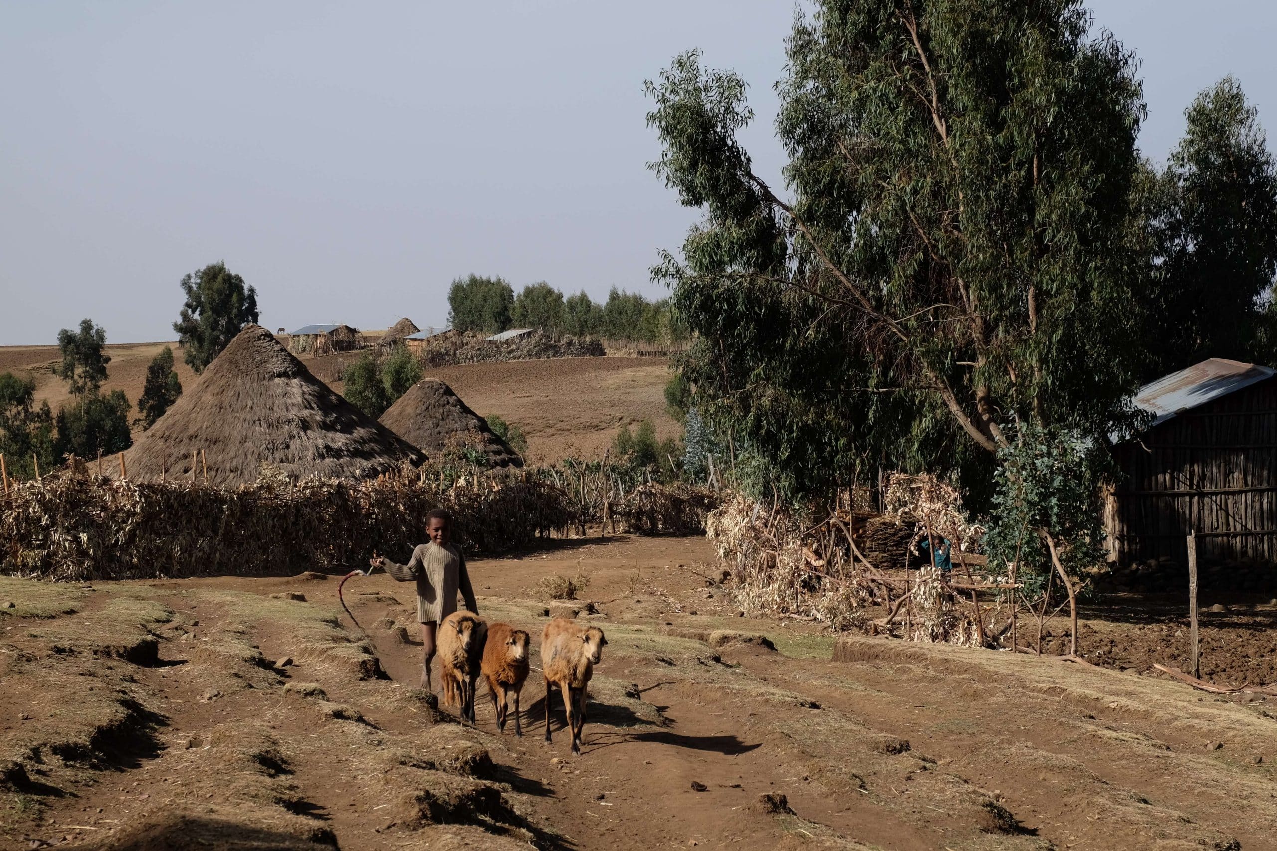 Animals are tended to by young boy in rural paddock