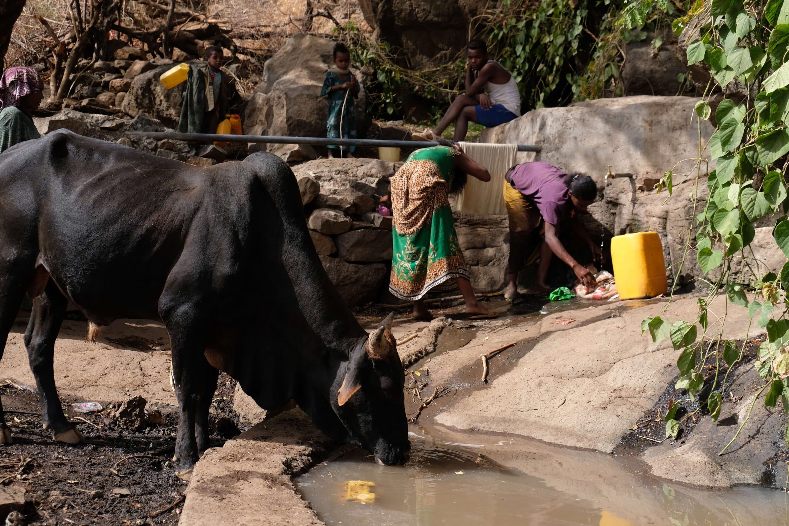Animals drink from a water source while women do laundry and wash their hair