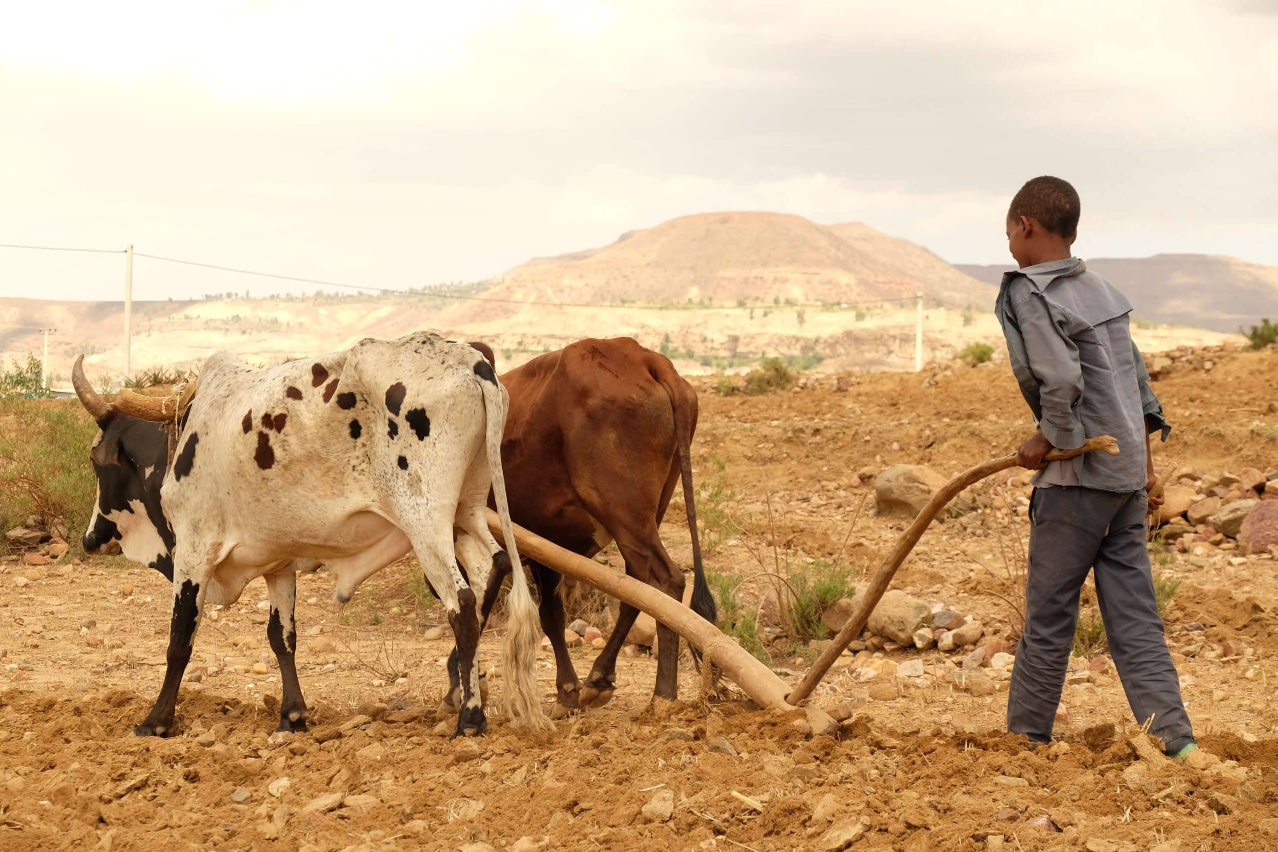 Boy plowing fields with cows